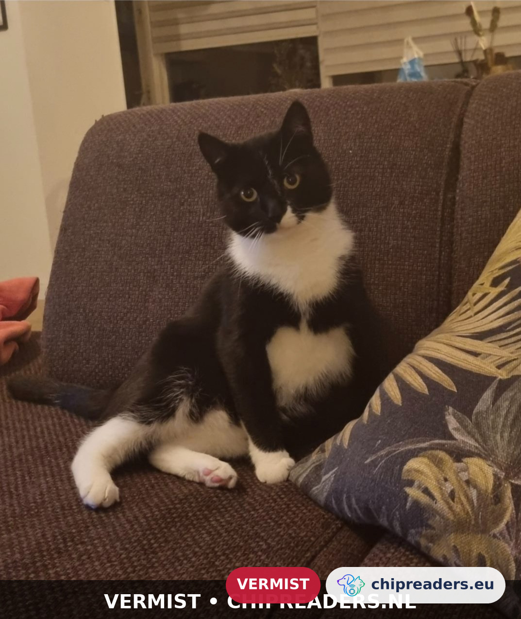 Masseto, kat