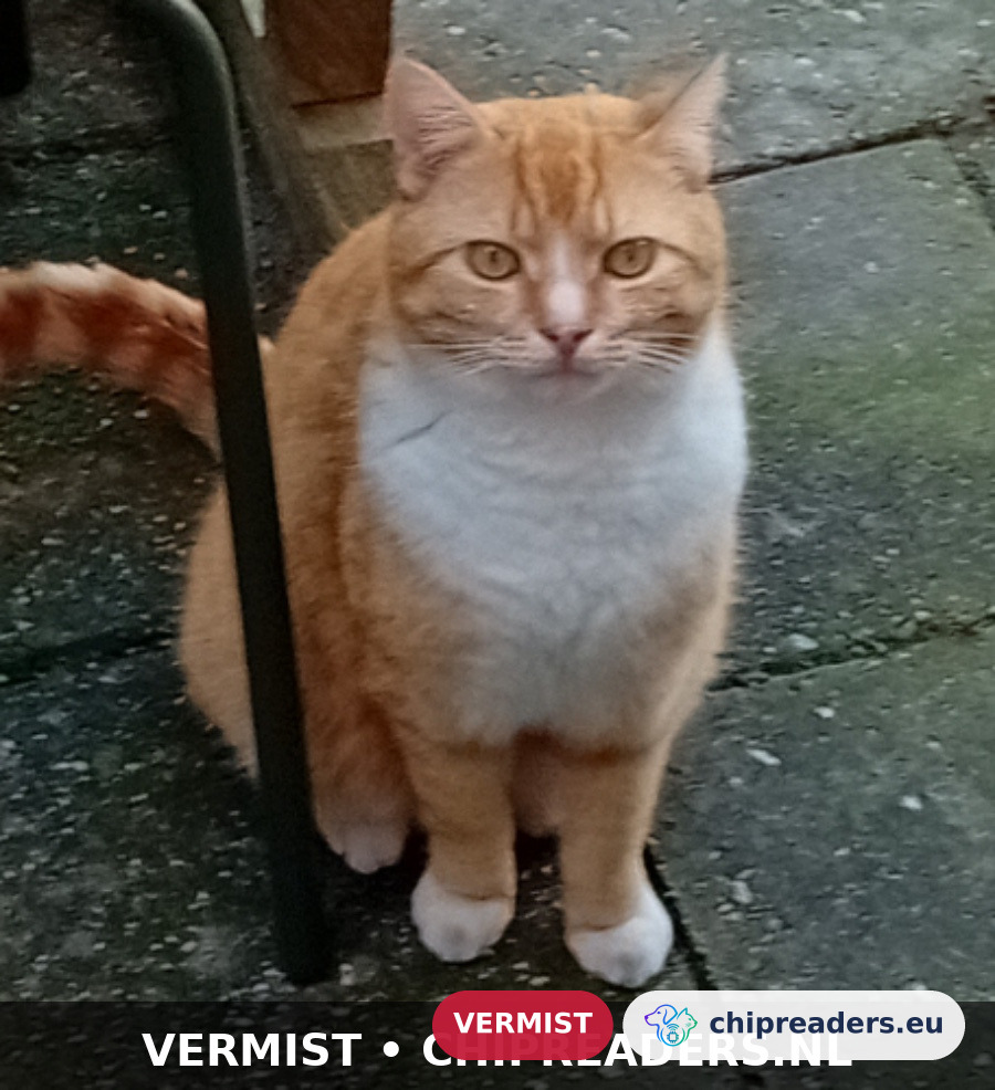 Pol/ Pollie, kat