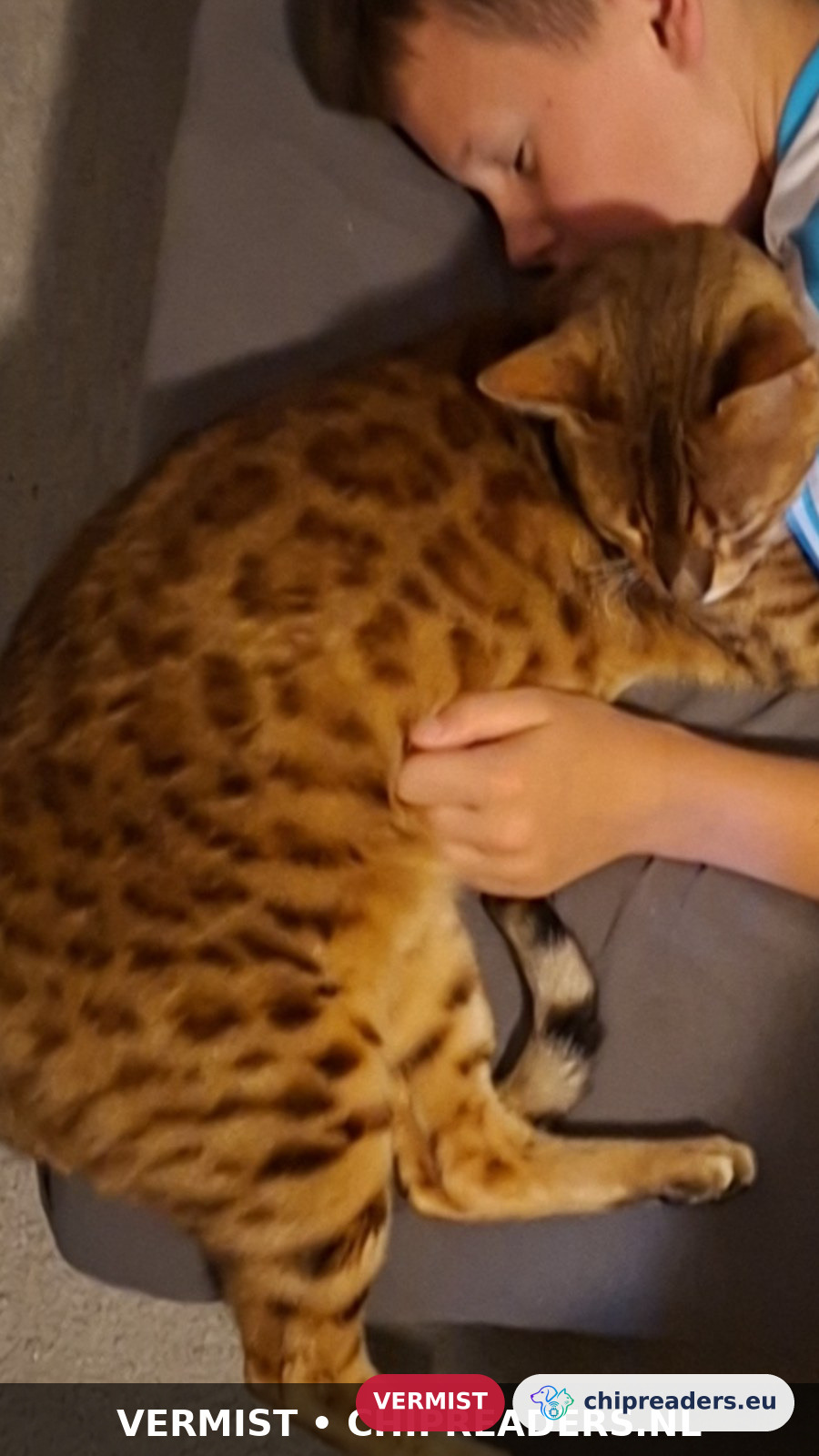 Tijger, kat