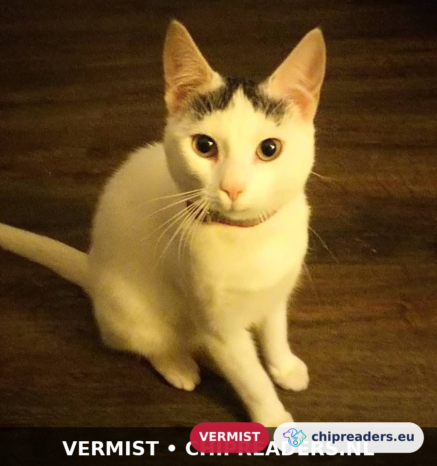 Ivar, Kat