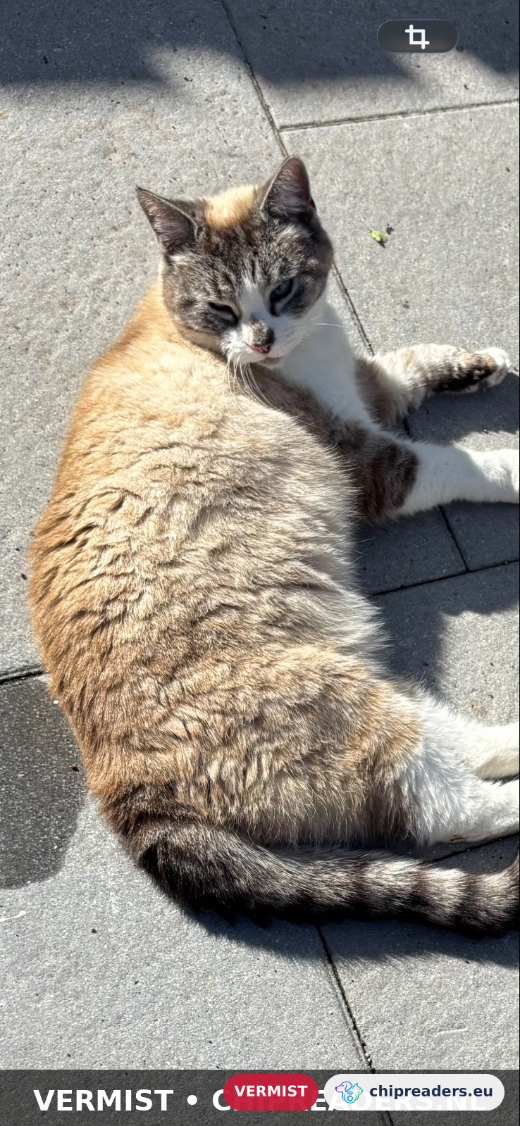 Bella, kat