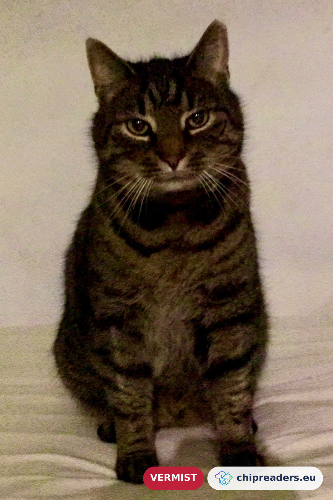 Tijger, kat