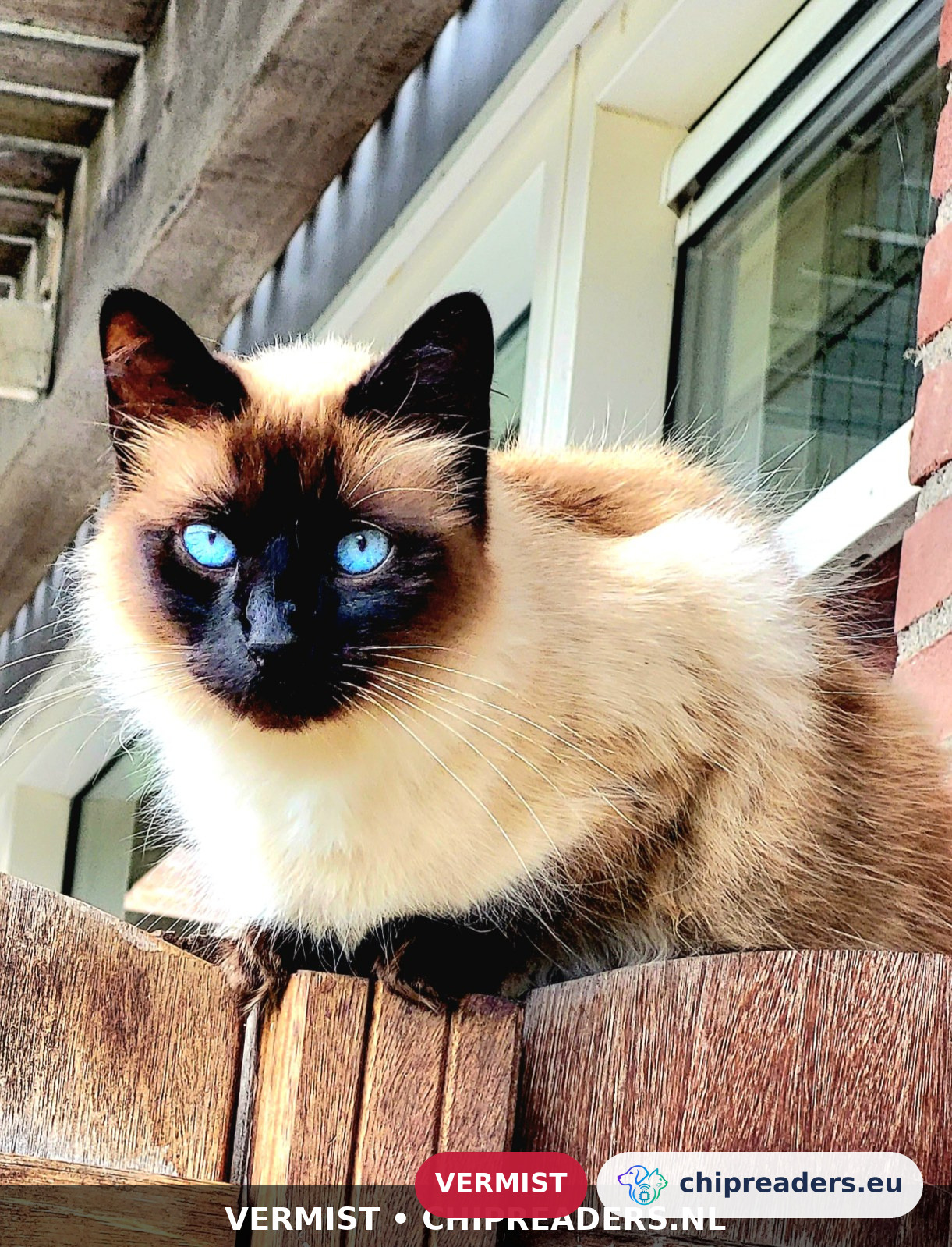 Chica, kat