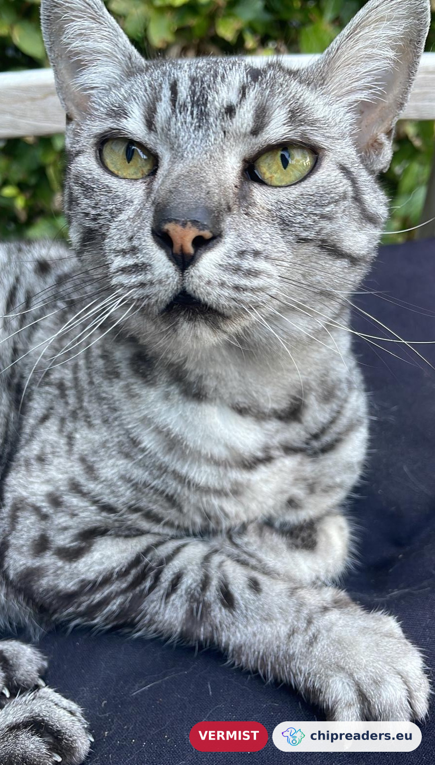Sheba, kat