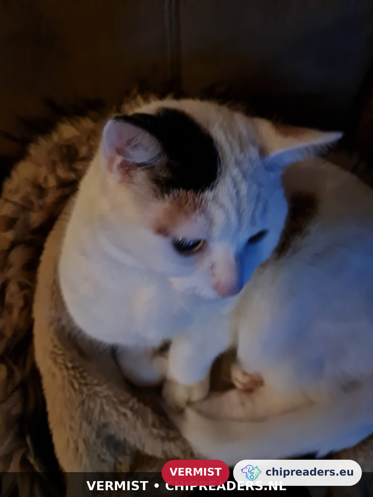 Snowy, kat