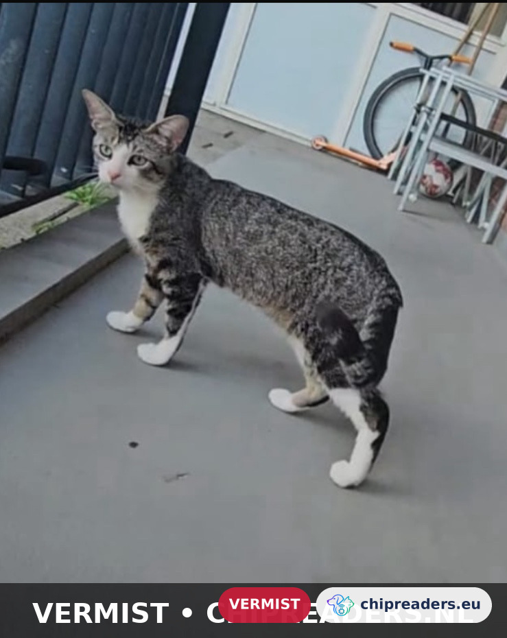 Tijgertje, kat