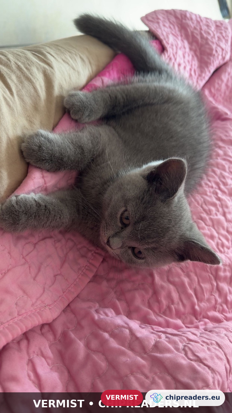 lio, kat
