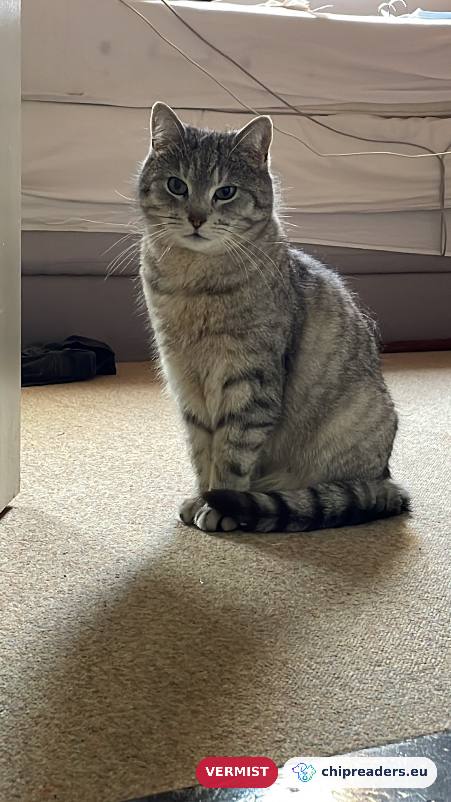 Kapitein Blurb, kat
