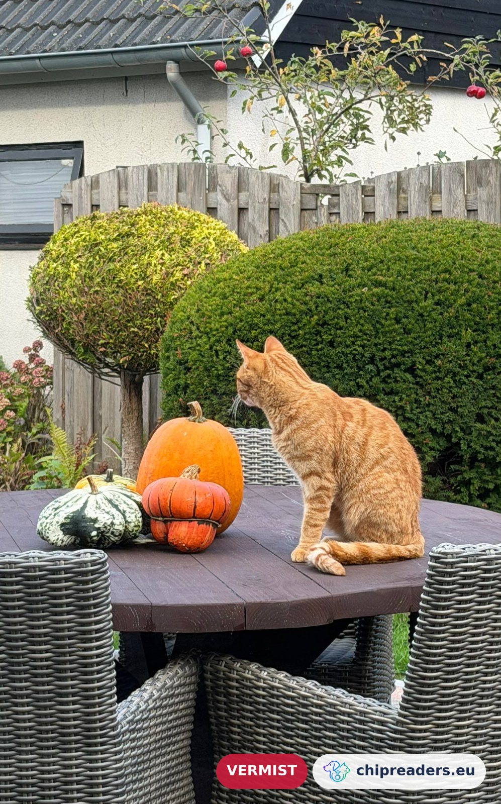 kosmo, kat