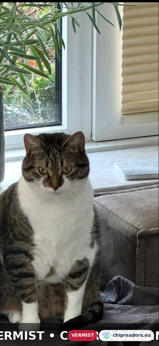 Pepper, kat