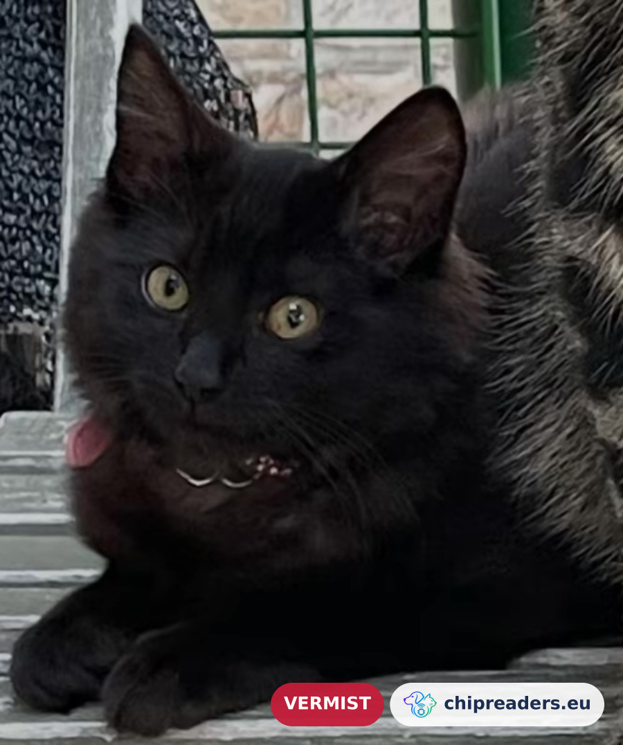 Innaya, kat