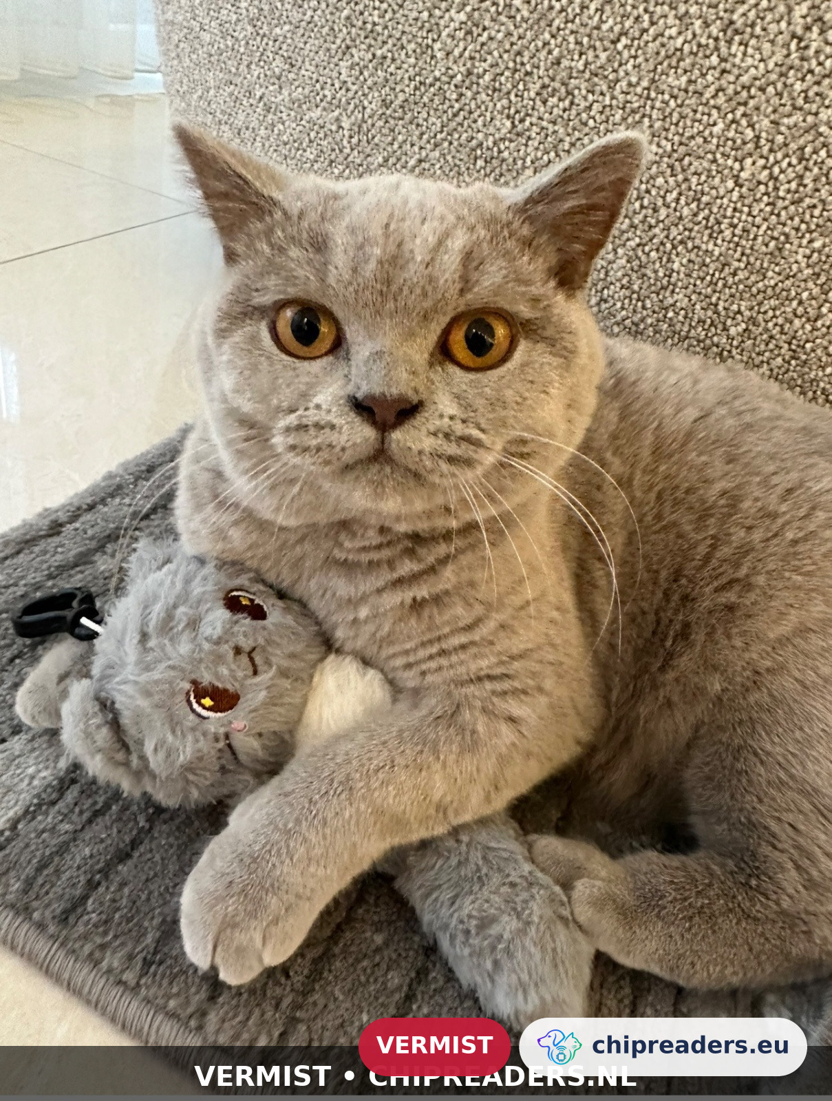 Ponci, Kat