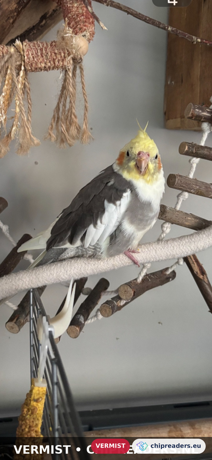Chiperrr, Vogel