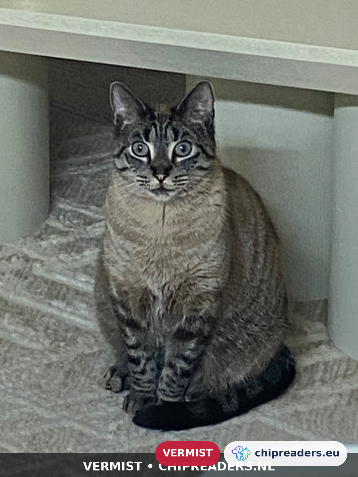 Mila, kat