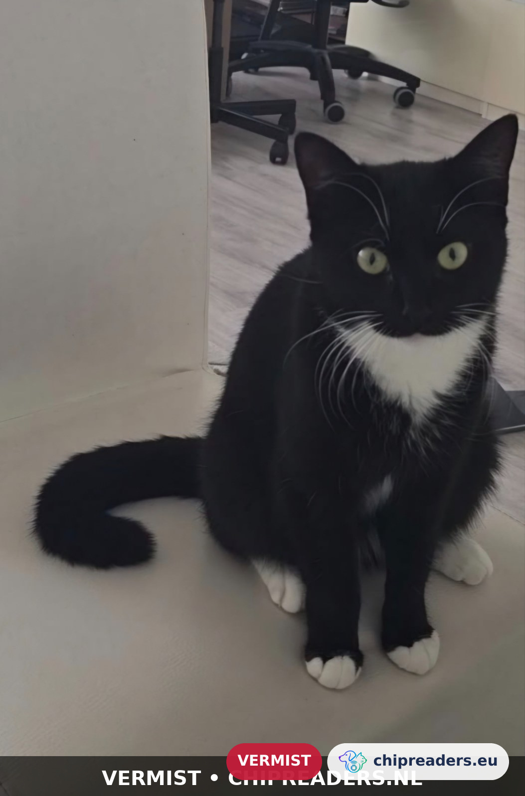 Minos, kat