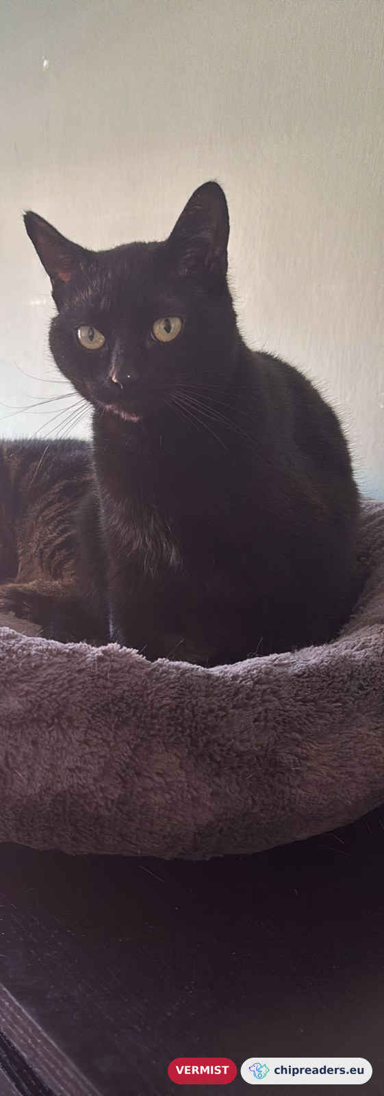 Sybill, kat