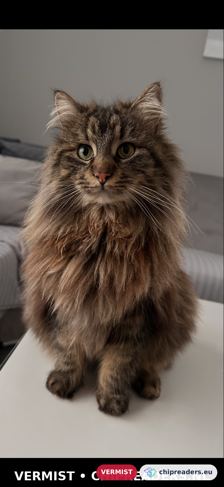 Rifi, kat