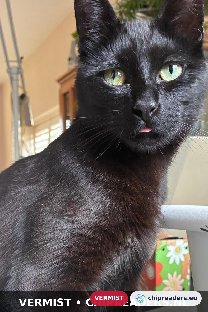 Punkie, kat