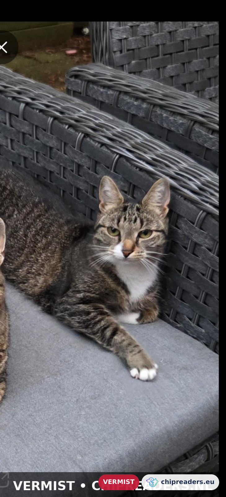 Coby, kat