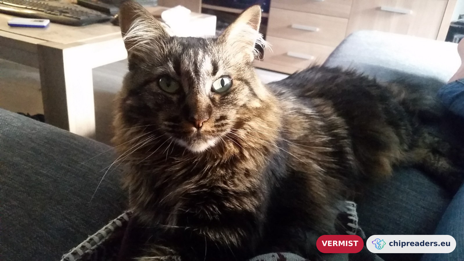Cleo, kat