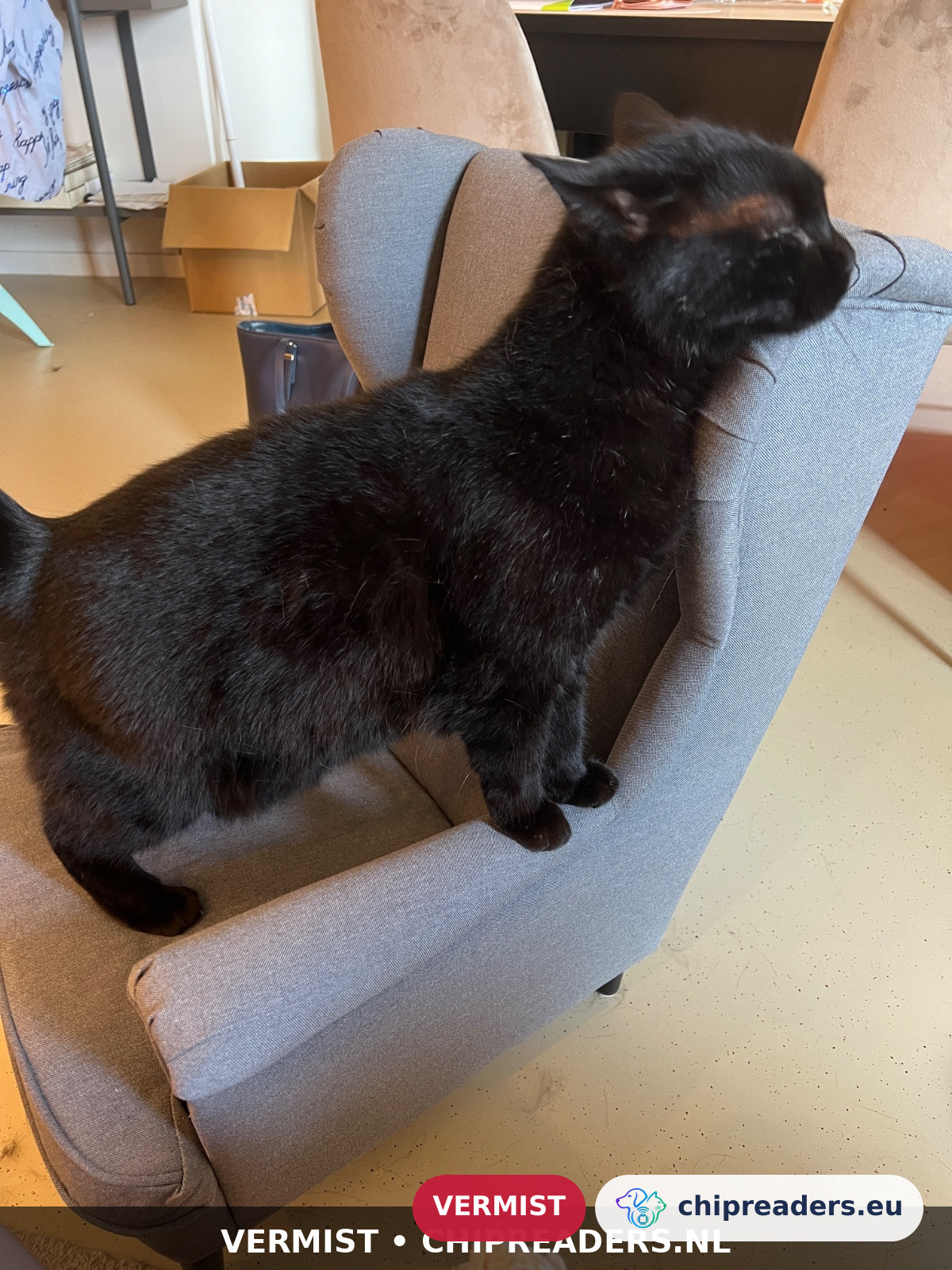 Pilou, kat