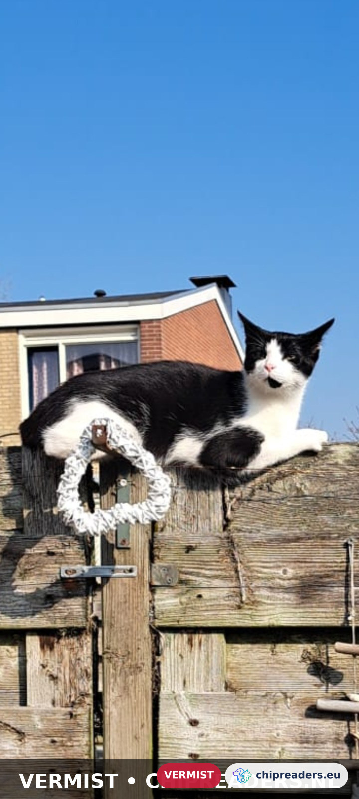 Milo, kat