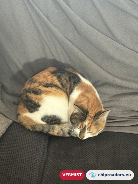 Nala, kat