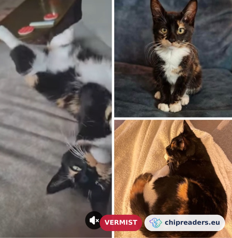 Sushi (Cat), missing animal