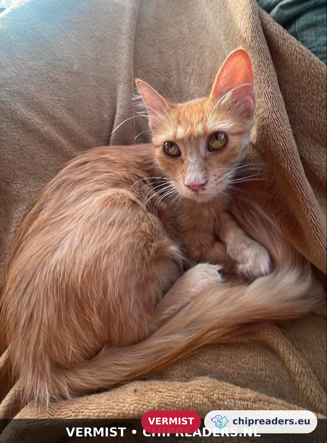 Bizou, kat