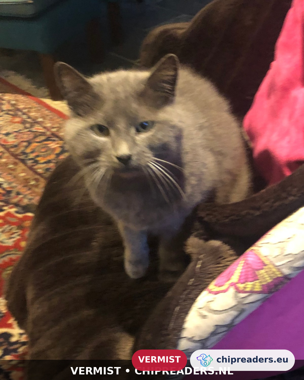 Grizzly, kat
