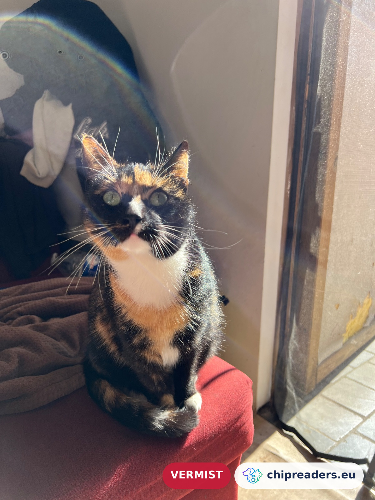 Drietje, kat