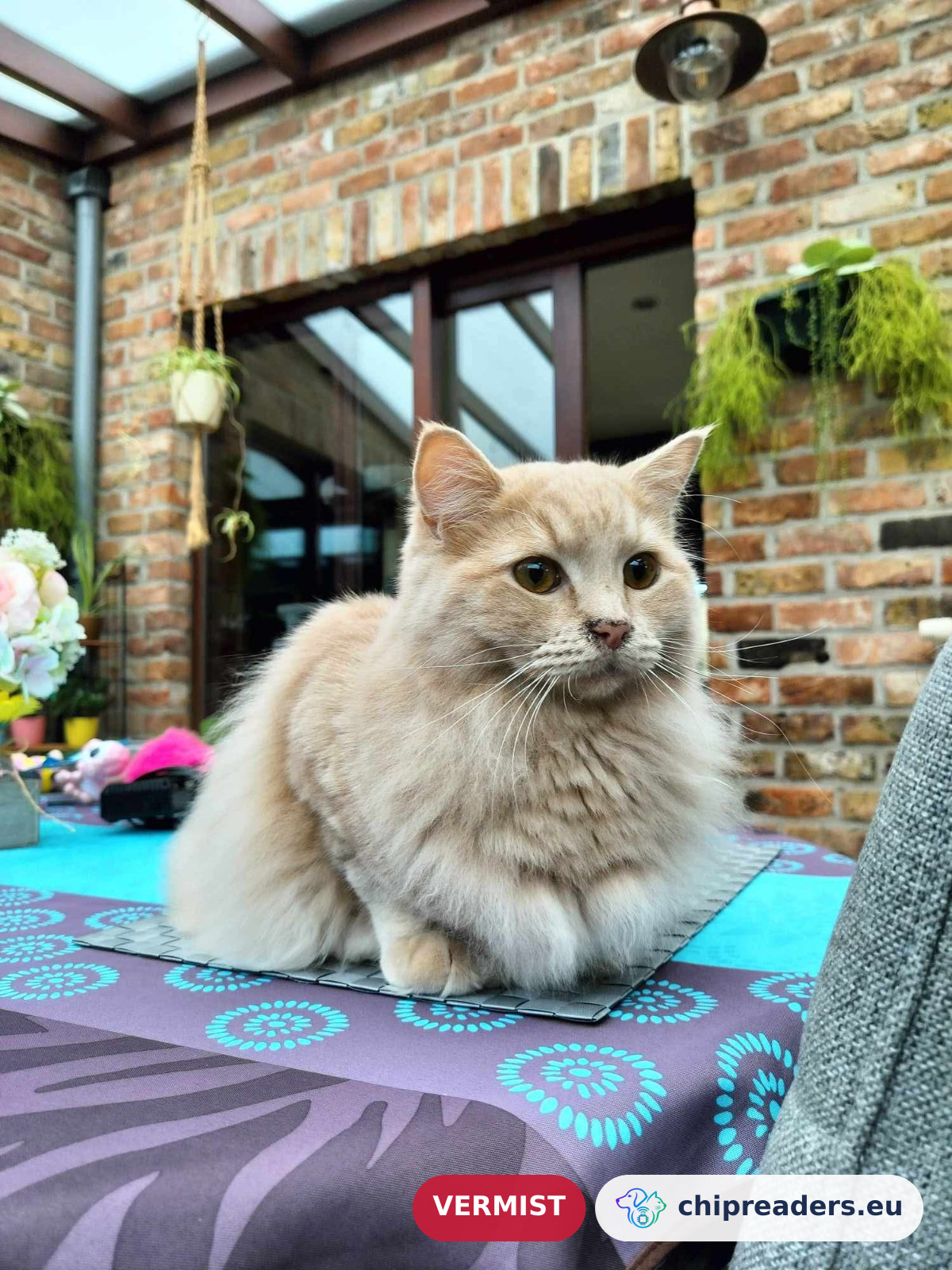 Beeju, kat