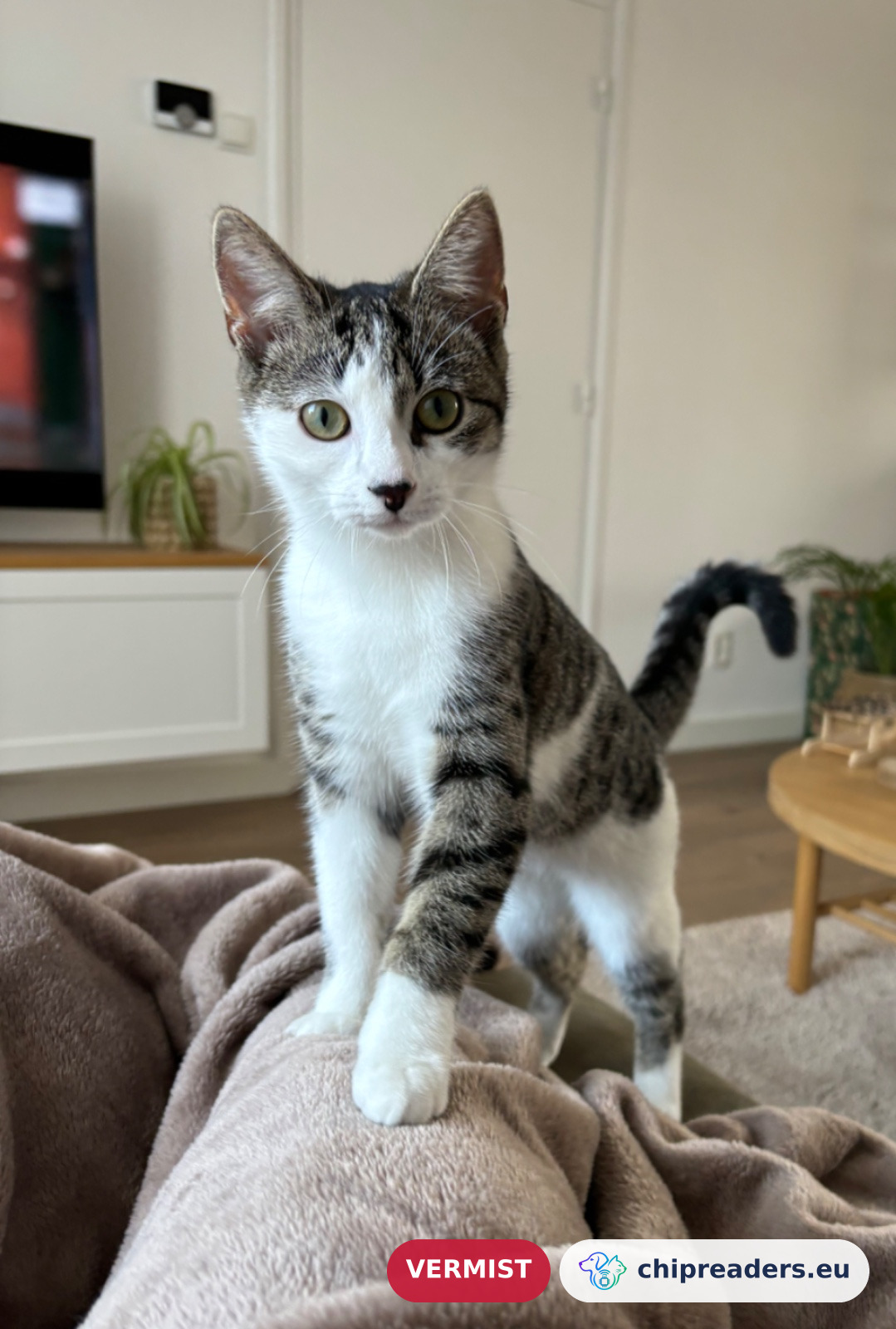 Zuka, kat