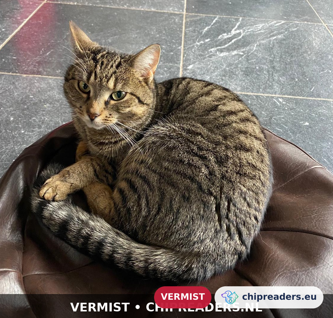 Effe, Kat