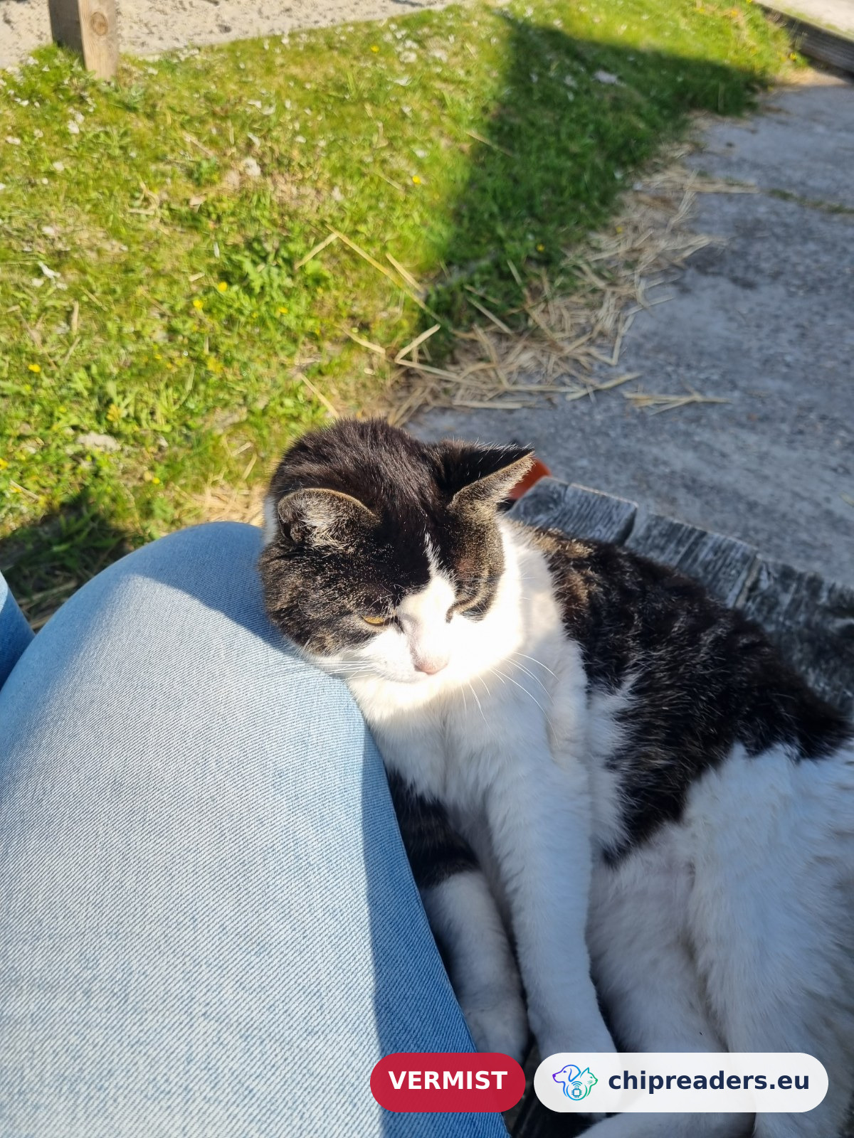Poes, kat