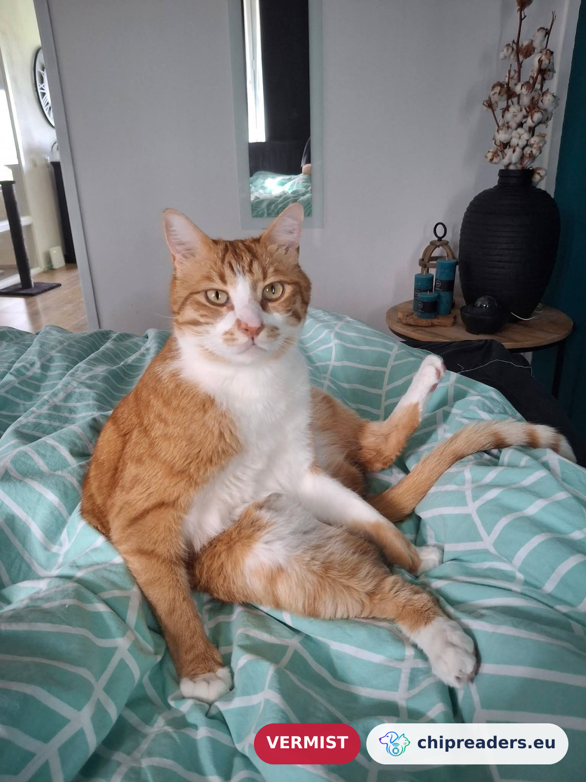 Ollie, kat