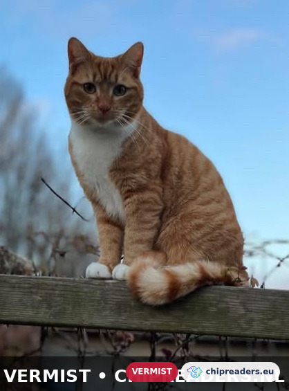 Sammie, Kat
