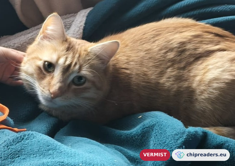 Néo, kat