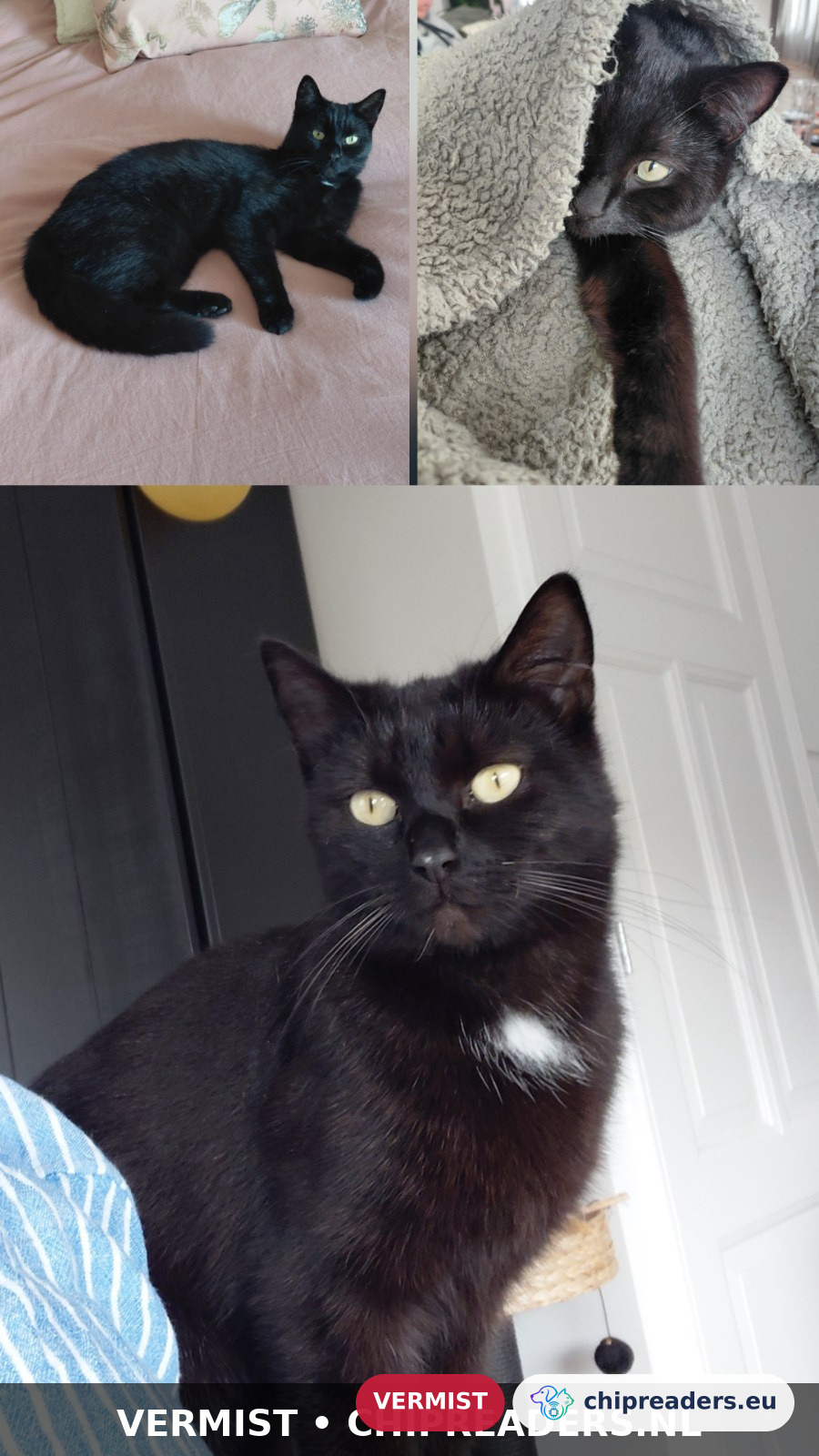 Luna, Kat