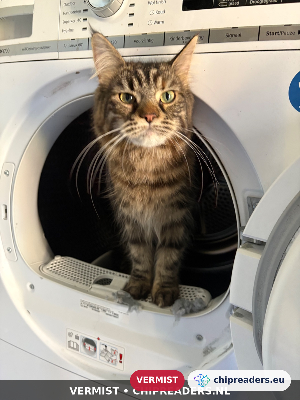 Lokie, kat