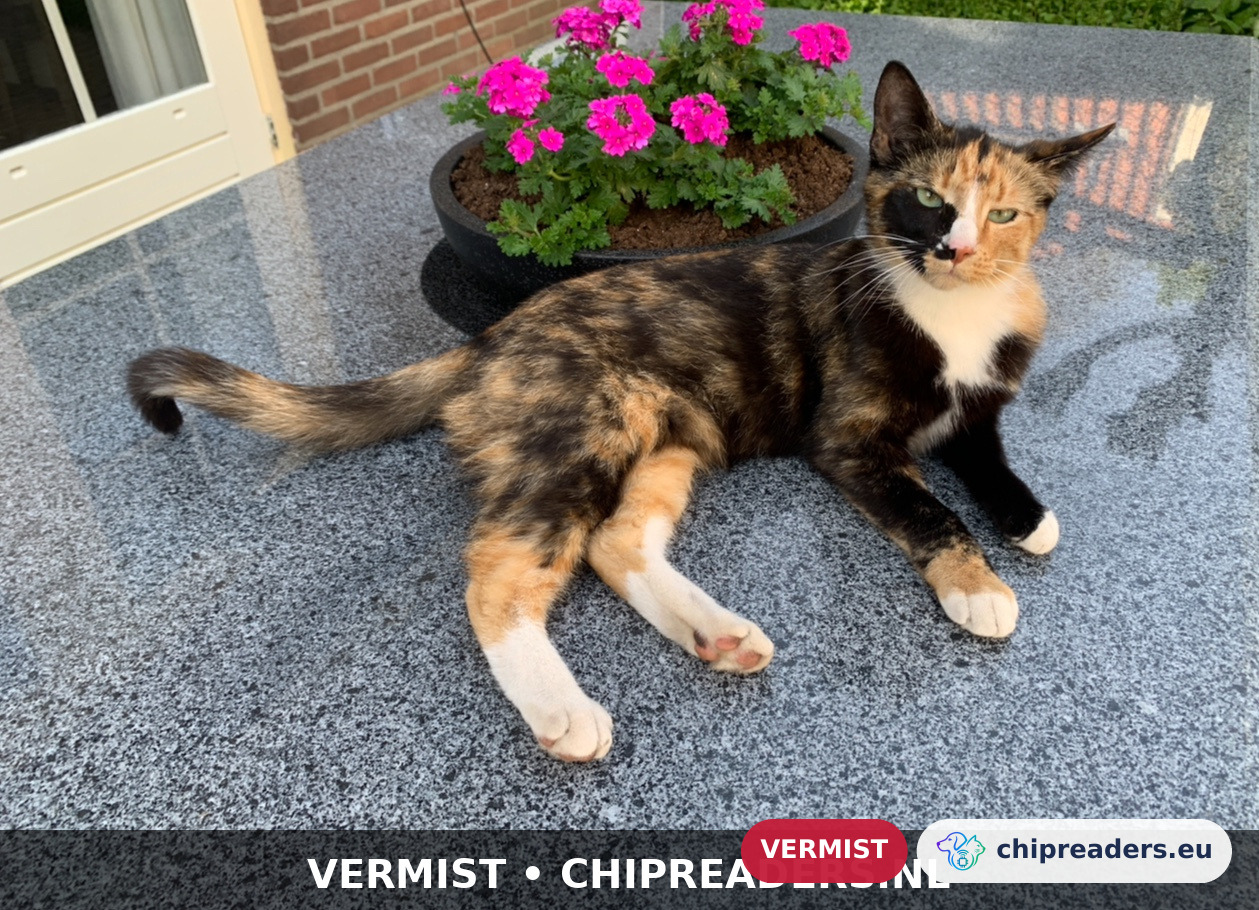 Pip, Kat