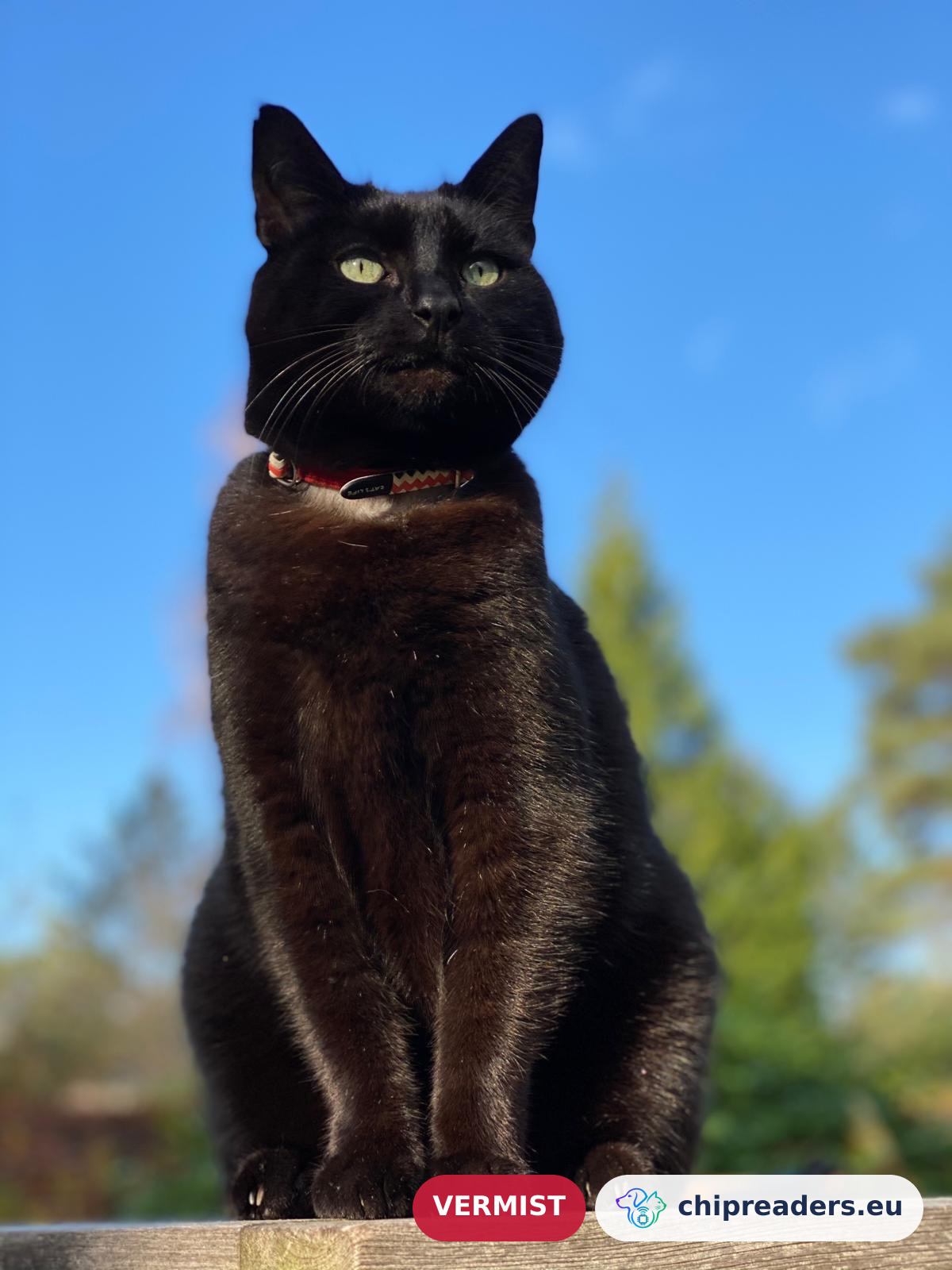Fons, kat