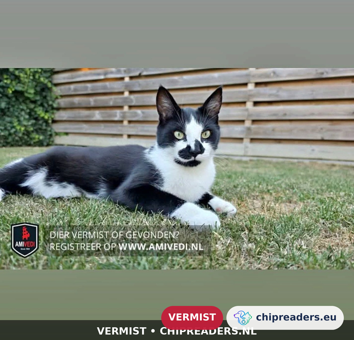 Oos, kat