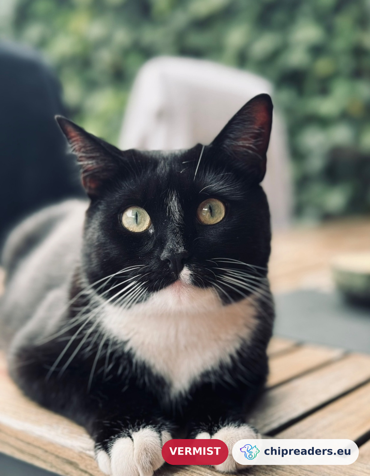 Nimco, kat