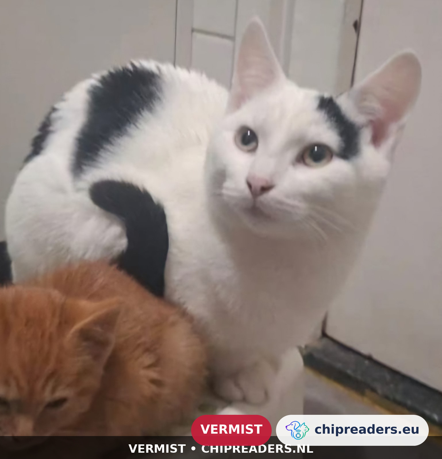 Pua, kat