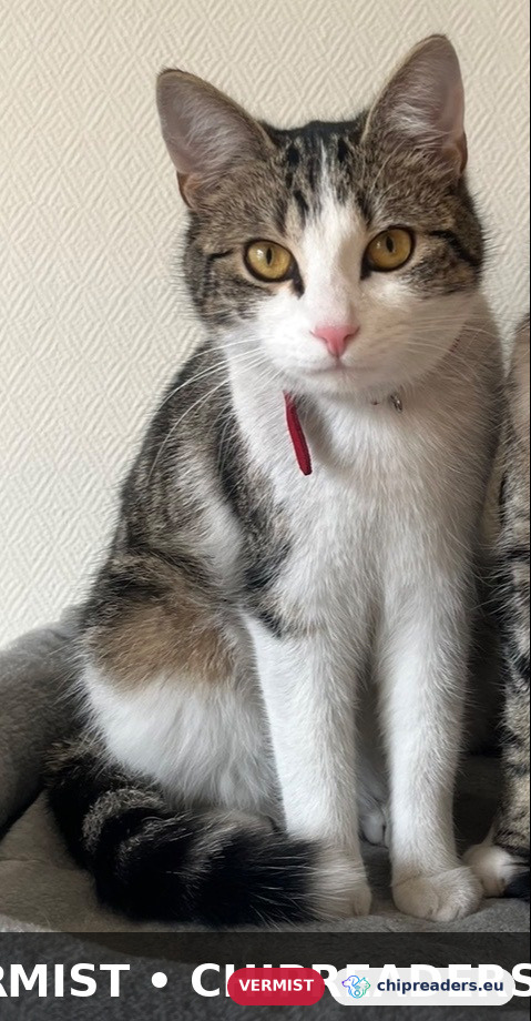 Noukie, Kat