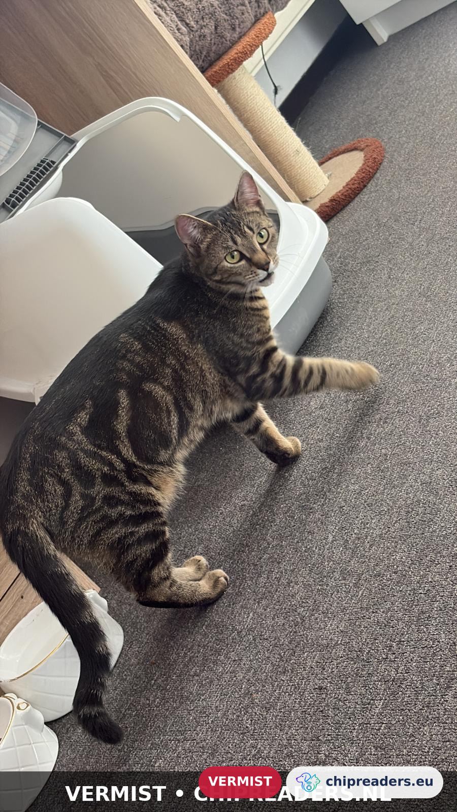 Chichi, kat