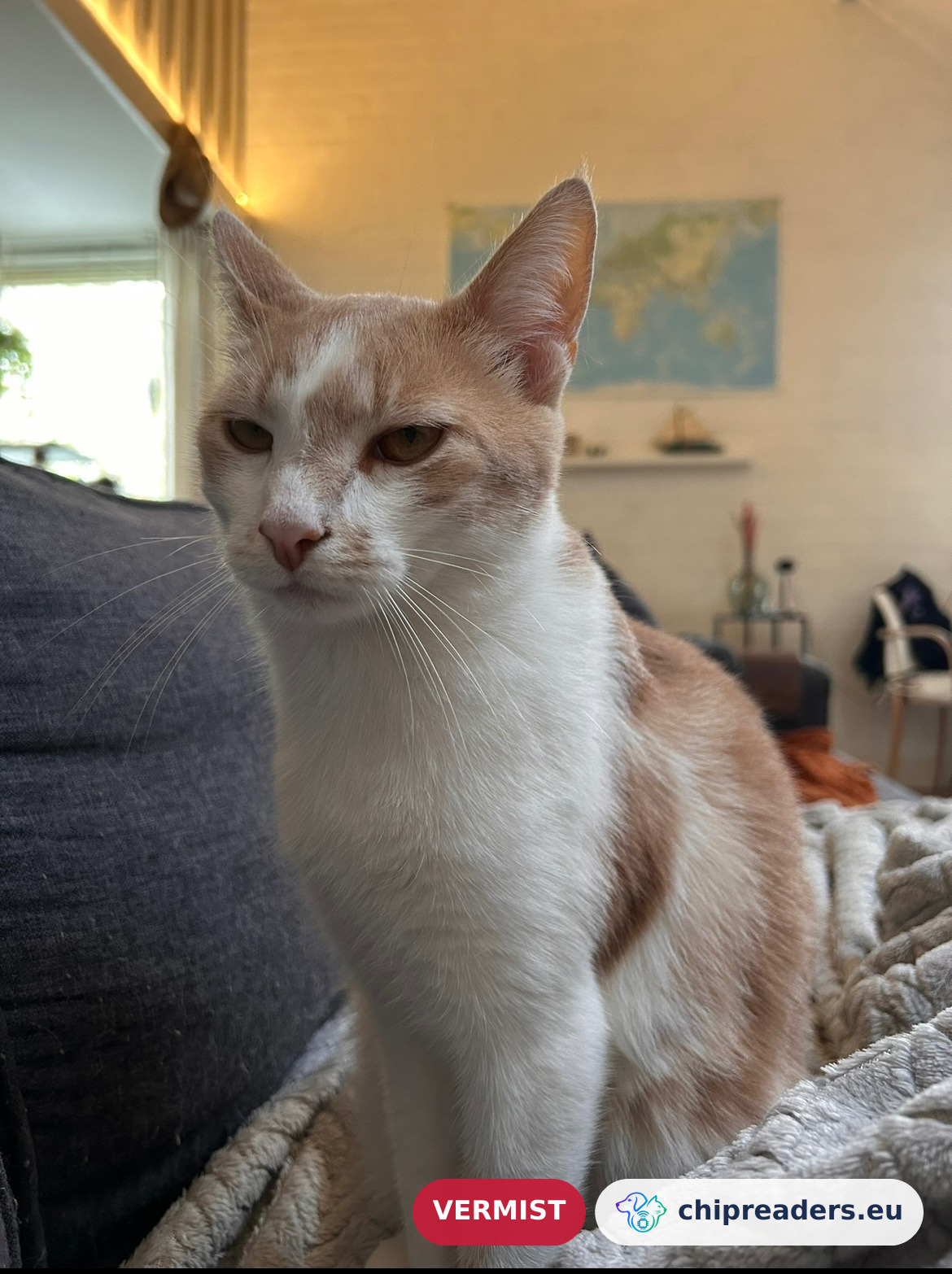 Osi, kat