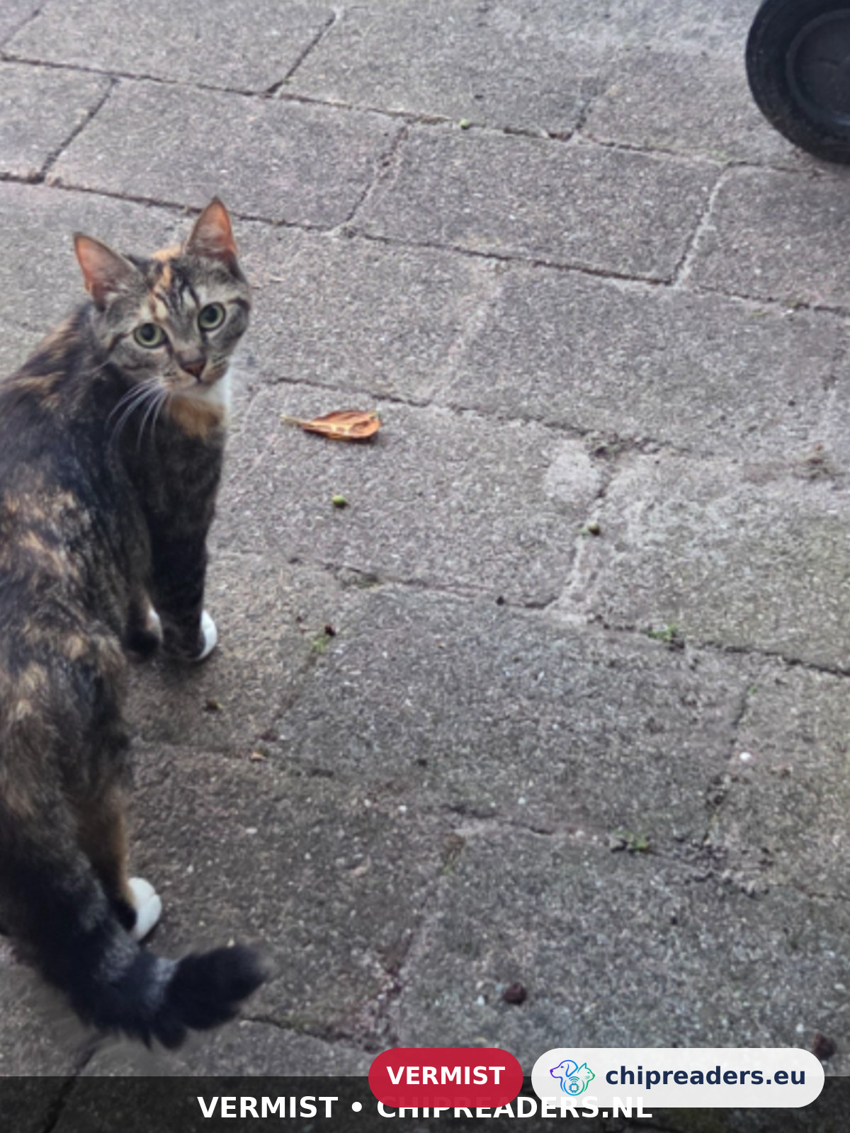 Mia, kat