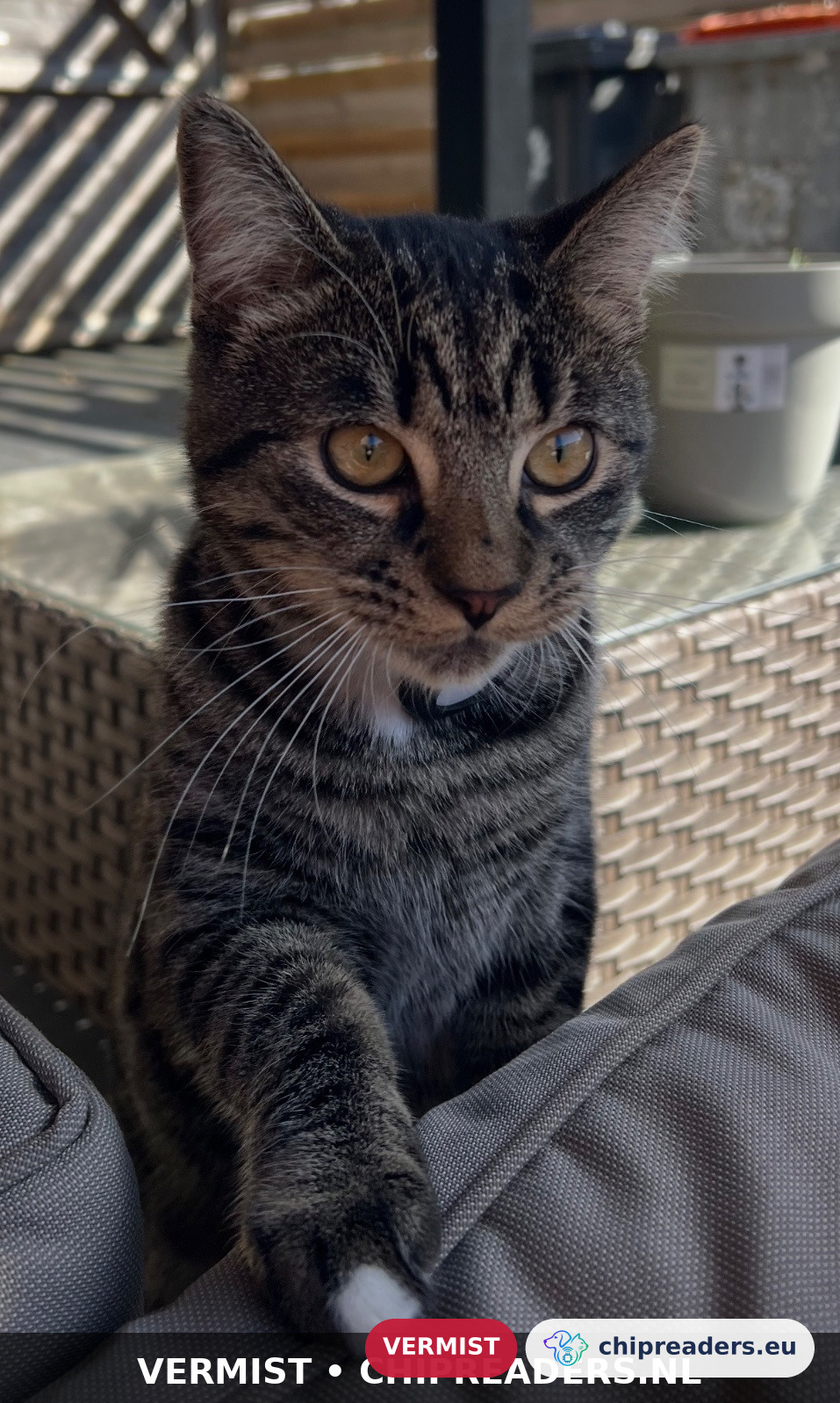 Pelle, kat